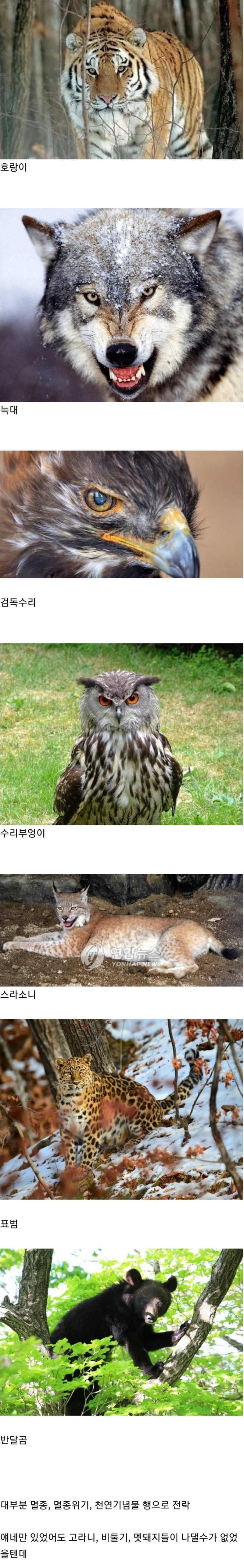 한반도에 고라니 멧돼지 개체수 조절이 안되는 이유