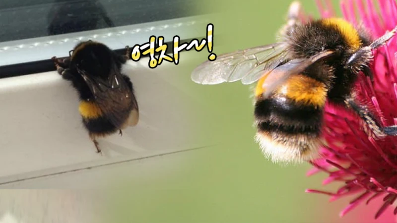 곤충들 중 귀여움류 1티어 -2