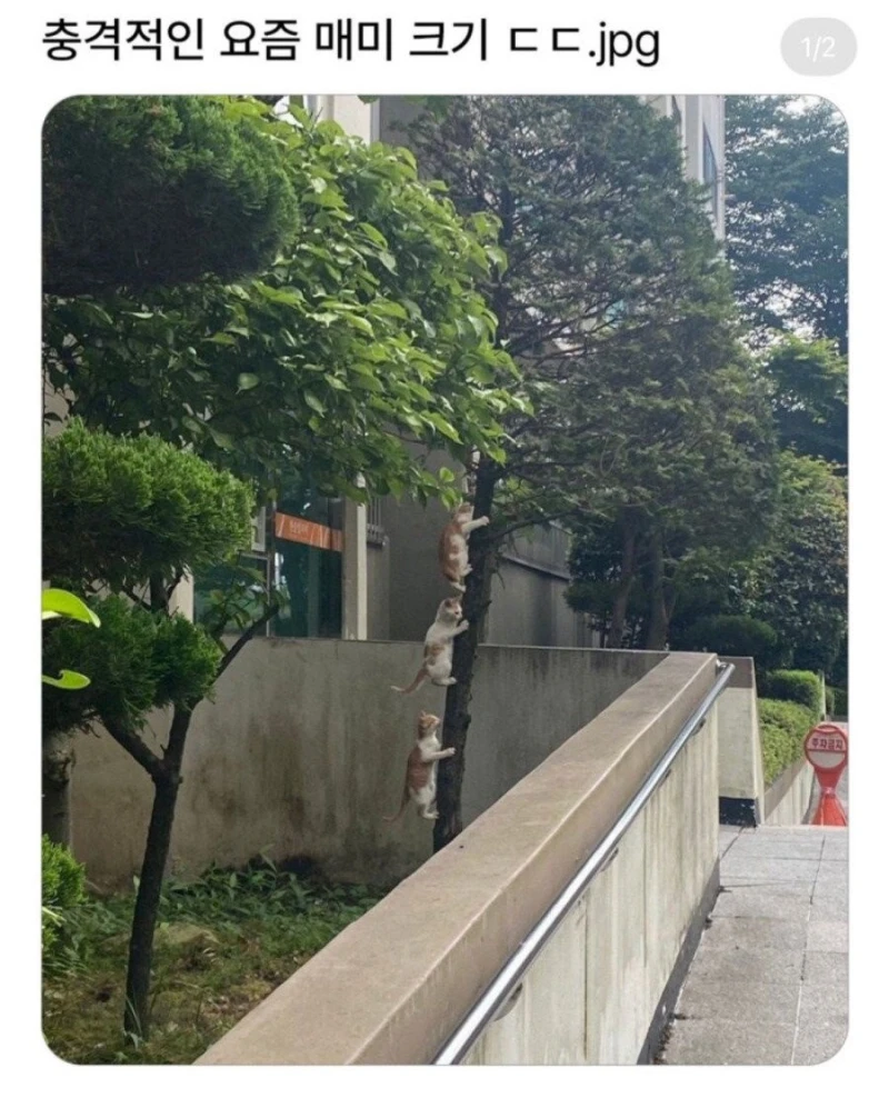 충격적인 요즘 매미 크기