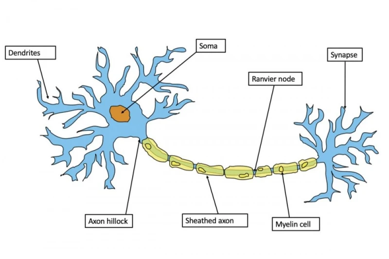 현재 난리났다는 신경회복 시키는 RNA 근황 -3