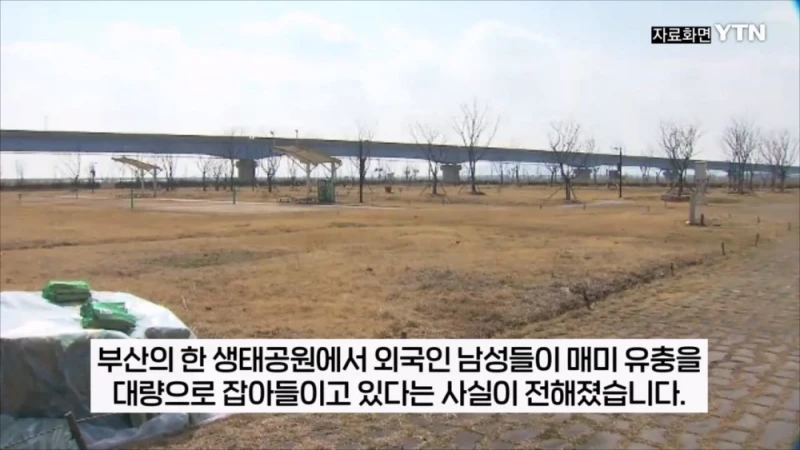 부산 공원에서 매미 사냥하는 중국인들