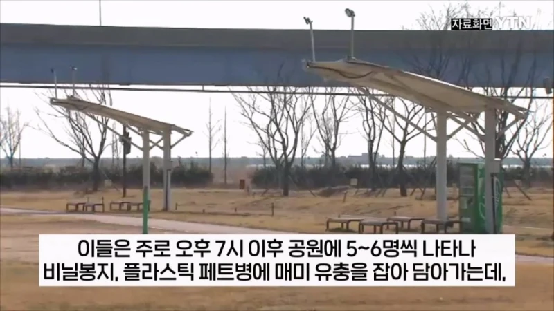 부산 공원에서 매미 사냥하는 중국인들-2