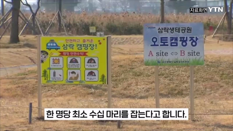 부산 공원에서 매미 사냥하는 중국인들-3