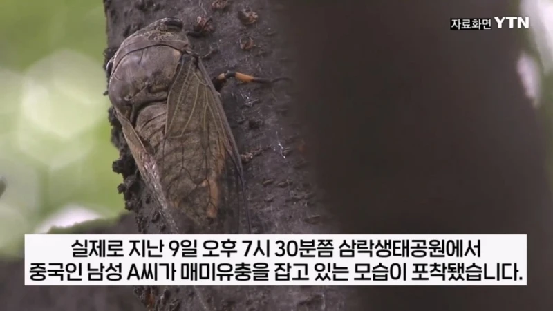 부산 공원에서 매미 사냥하는 중국인들-4