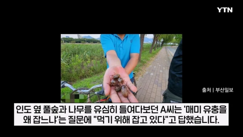 부산 공원에서 매미 사냥하는 중국인들-5