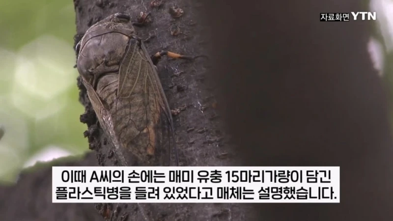부산 공원에서 매미 사냥하는 중국인들-6