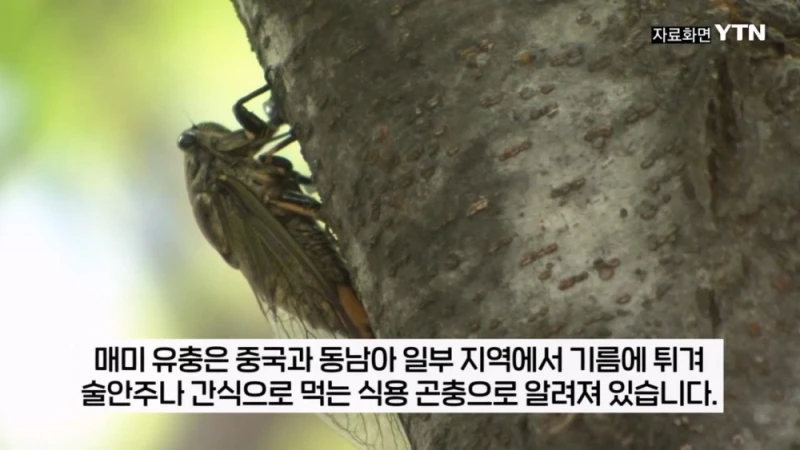 부산 공원에서 매미 사냥하는 중국인들-7