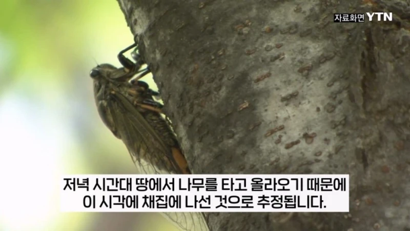 부산 공원에서 매미 사냥하는 중국인들-8