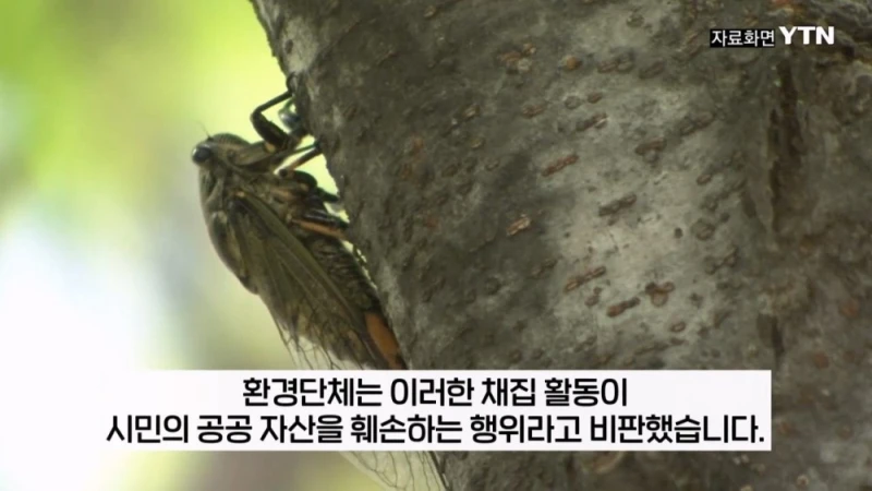 부산 공원에서 매미 사냥하는 중국인들-9