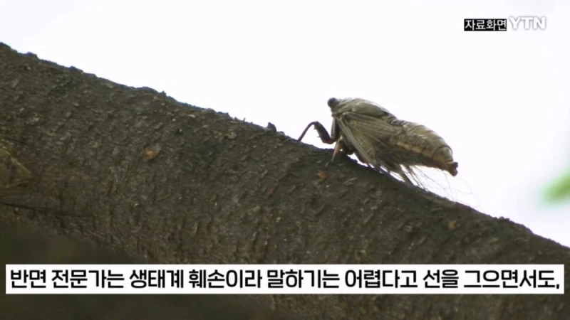 부산 공원에서 매미 사냥하는 중국인들-10