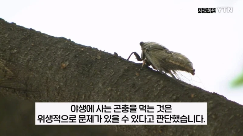 부산 공원에서 매미 사냥하는 중국인들-11
