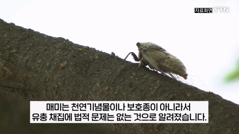 부산 공원에서 매미 사냥하는 중국인들-12