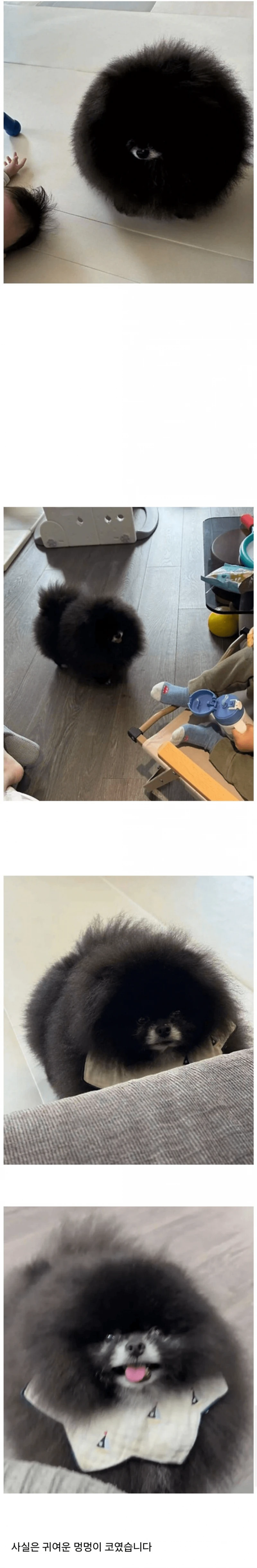 정체 불명의 외눈박이 생명체 ㄷㄷ 