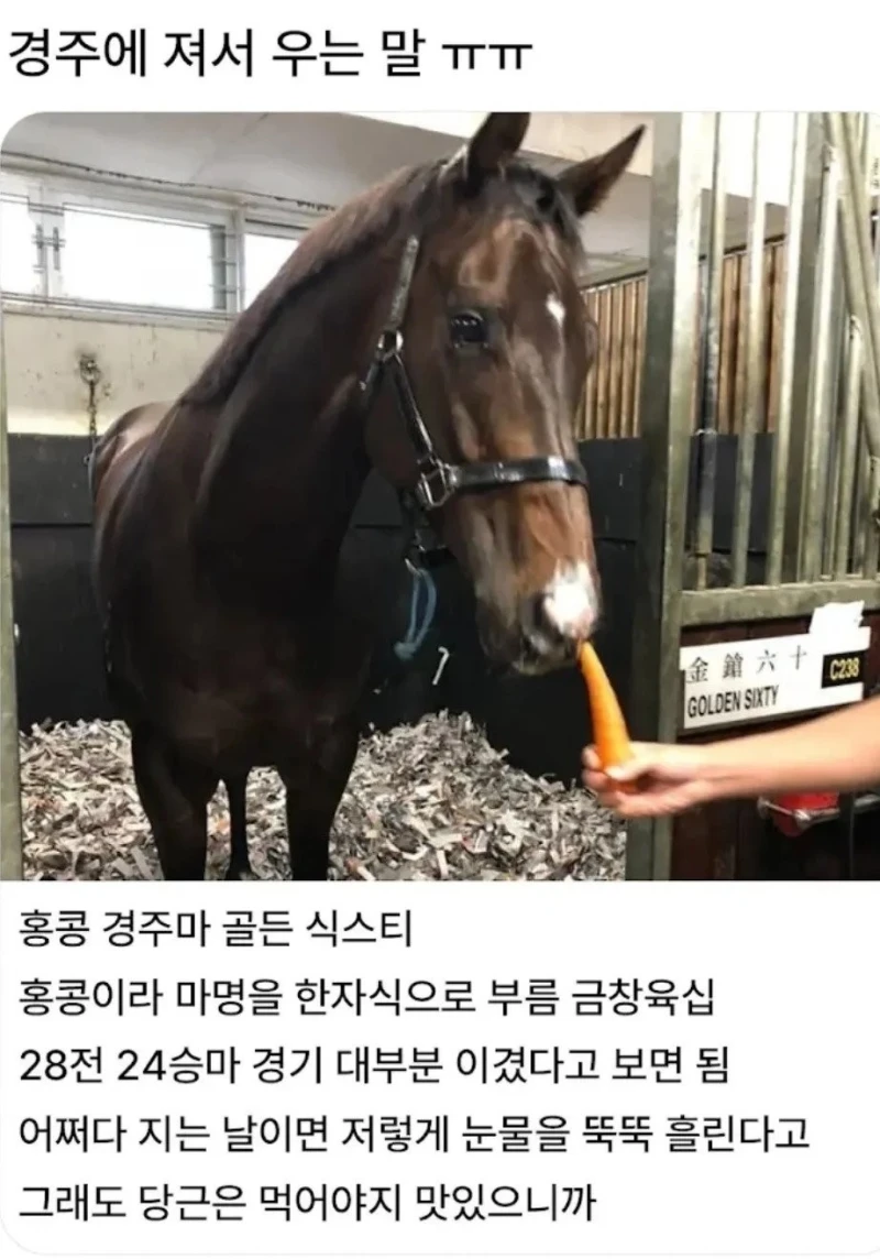 경마 경주에서 졌을 때 자주 나온다는 말 반응