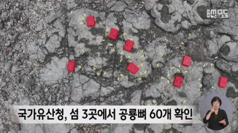 여수 무인도에서 공룡뼈가 무더기로 발견됨-9
