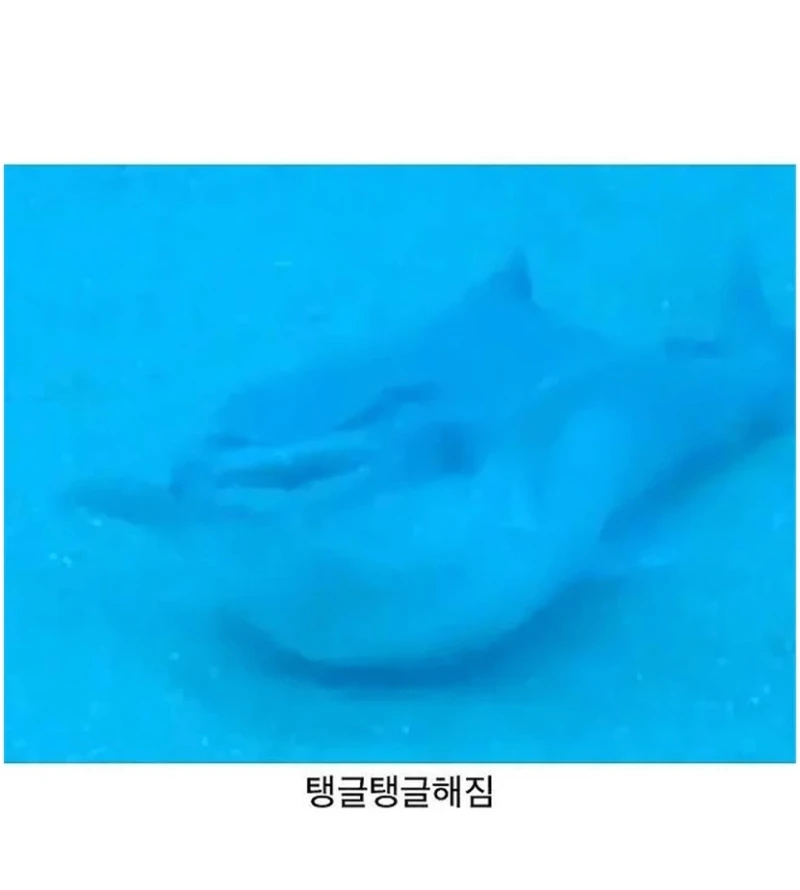 인간 덕분에 역대급으로 꿀 빨고 있는 생물 -2