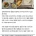 아시아나에서 기내식 먹다가 이빨 3개 부러진 사람