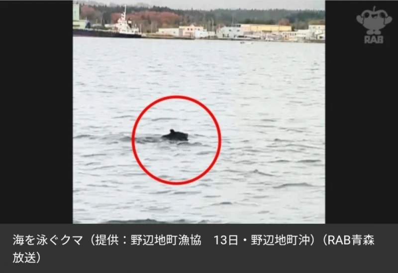 드디어 바다에서도 발견된 일본 곰-2