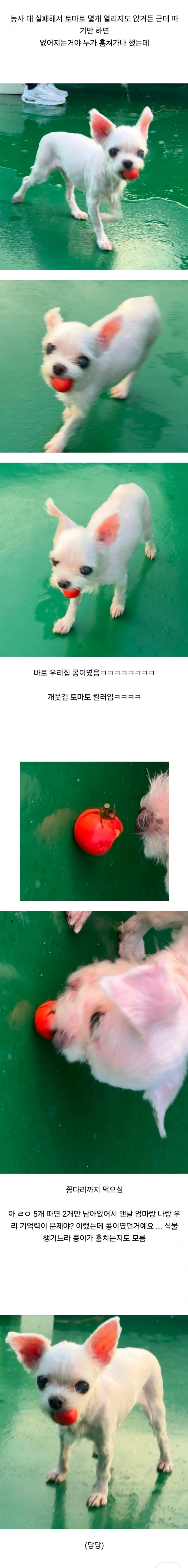 우리집 옥상정원에 토마토 훔쳐간 도둑이 당당함