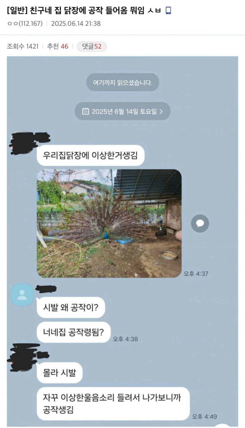 친구네 집 닭장에 공작 들어옴 뭐임? 