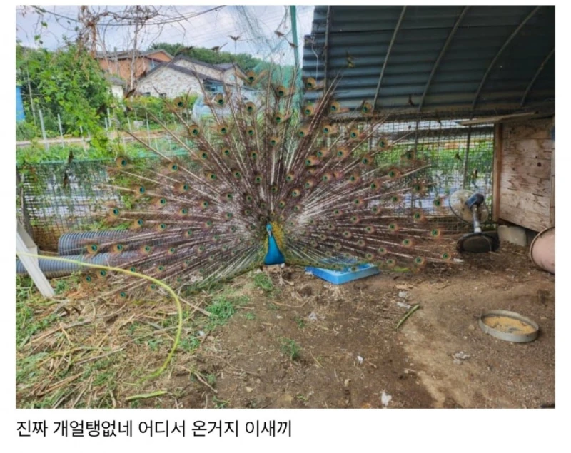친구네 집 닭장에 공작 들어옴 뭐임? -2
