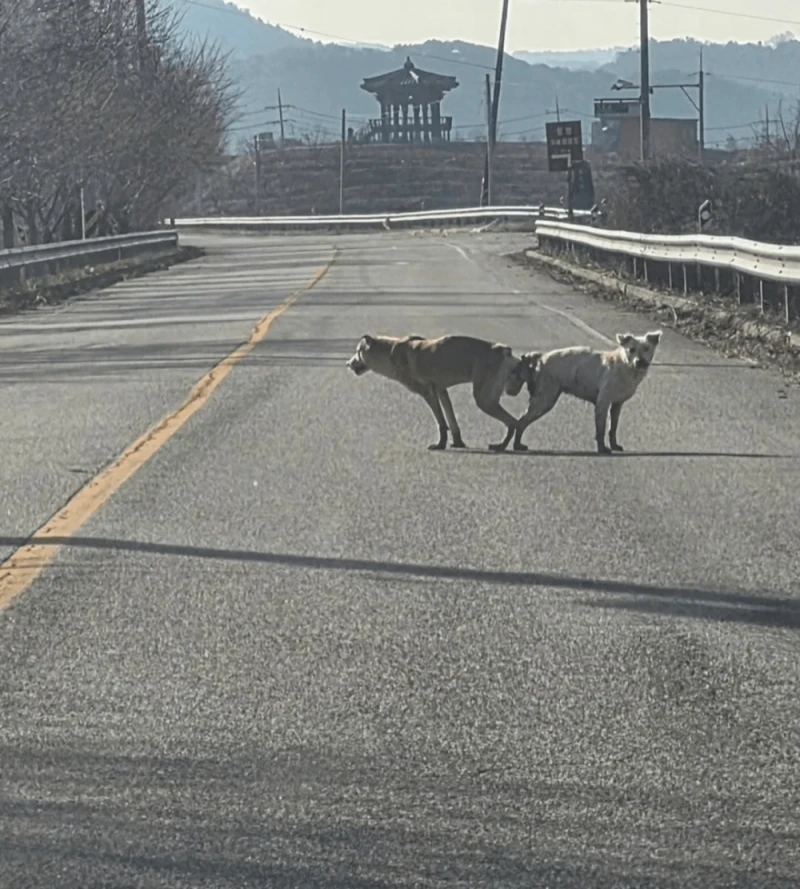 오늘자 강아지 학대 근황 ㄷㄷ-2