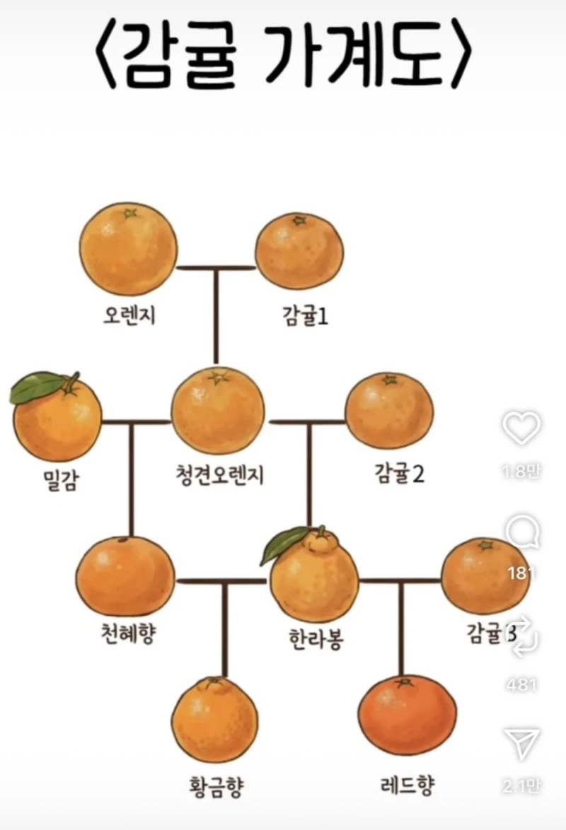 의외로 잘 모르는 귤 집안 족보