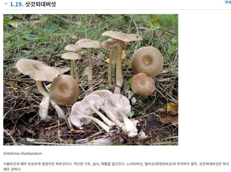 독버섯 중 진짜 구분 안가게 생긴 버섯