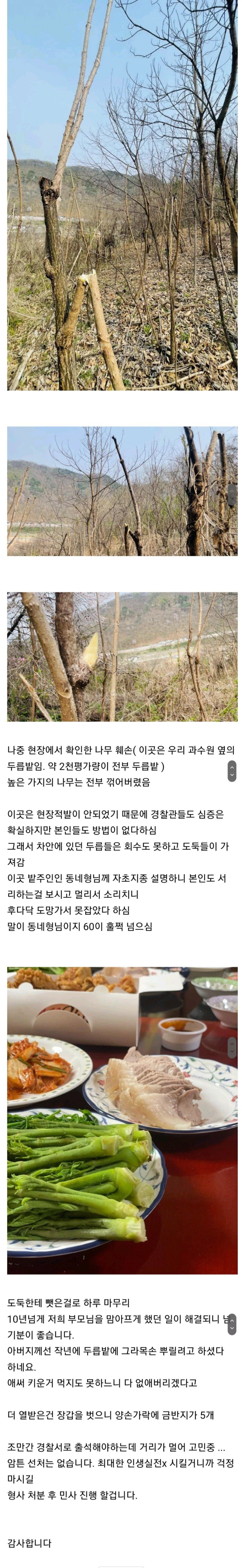 현장에서 두릅도둑을 잡았습니다-2
