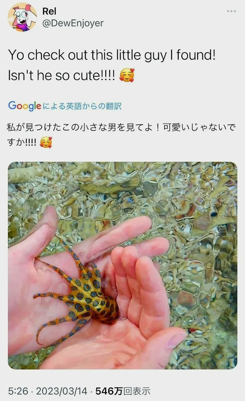 바다에서 귀여운 생물 줍줍하다 죽을 뻔한 썰