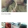 무려 18살 차이나는 여동생의 성장기