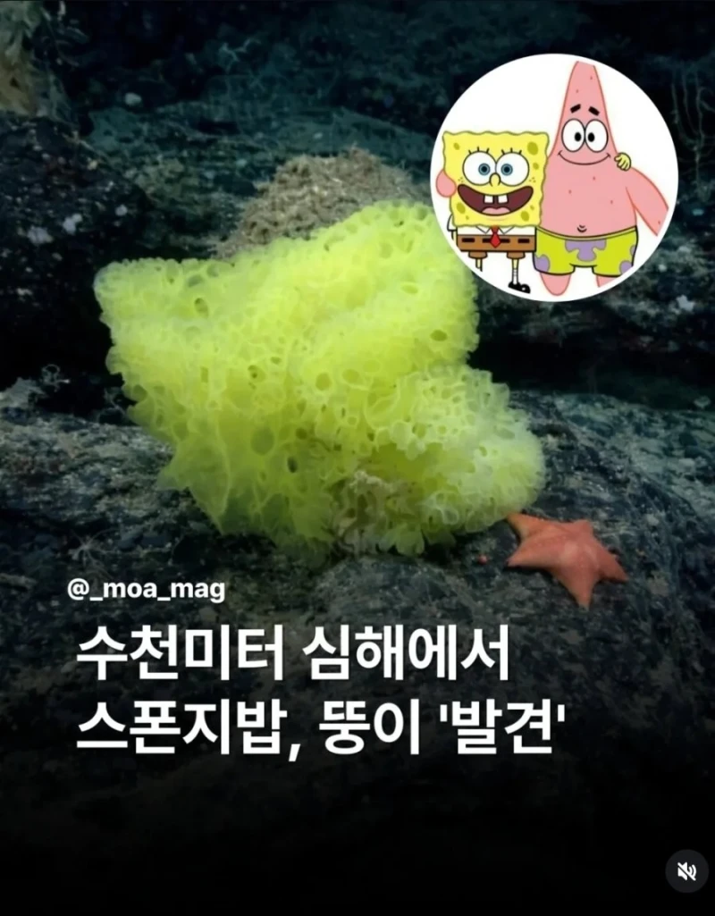 수천미터 심해에서 스펀지밥 & 뚱이 발견