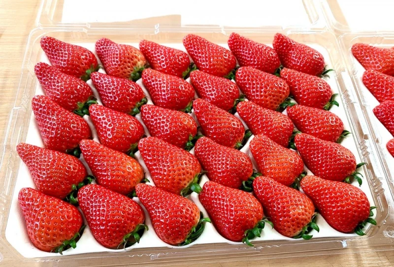 요즘 진짜 퀄리티 미친거 같은 한국 딸기 품종들-6