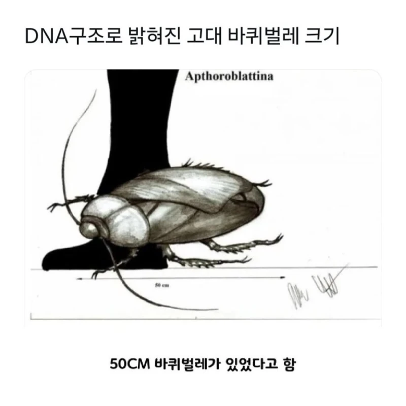 고대 바퀴벌레 크기 수준 ㄷㄷㄷ