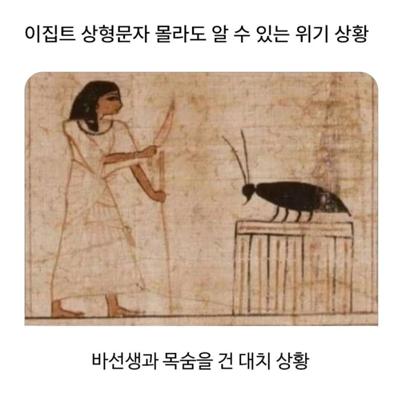고대 바퀴벌레 크기 수준 ㄷㄷㄷ-2