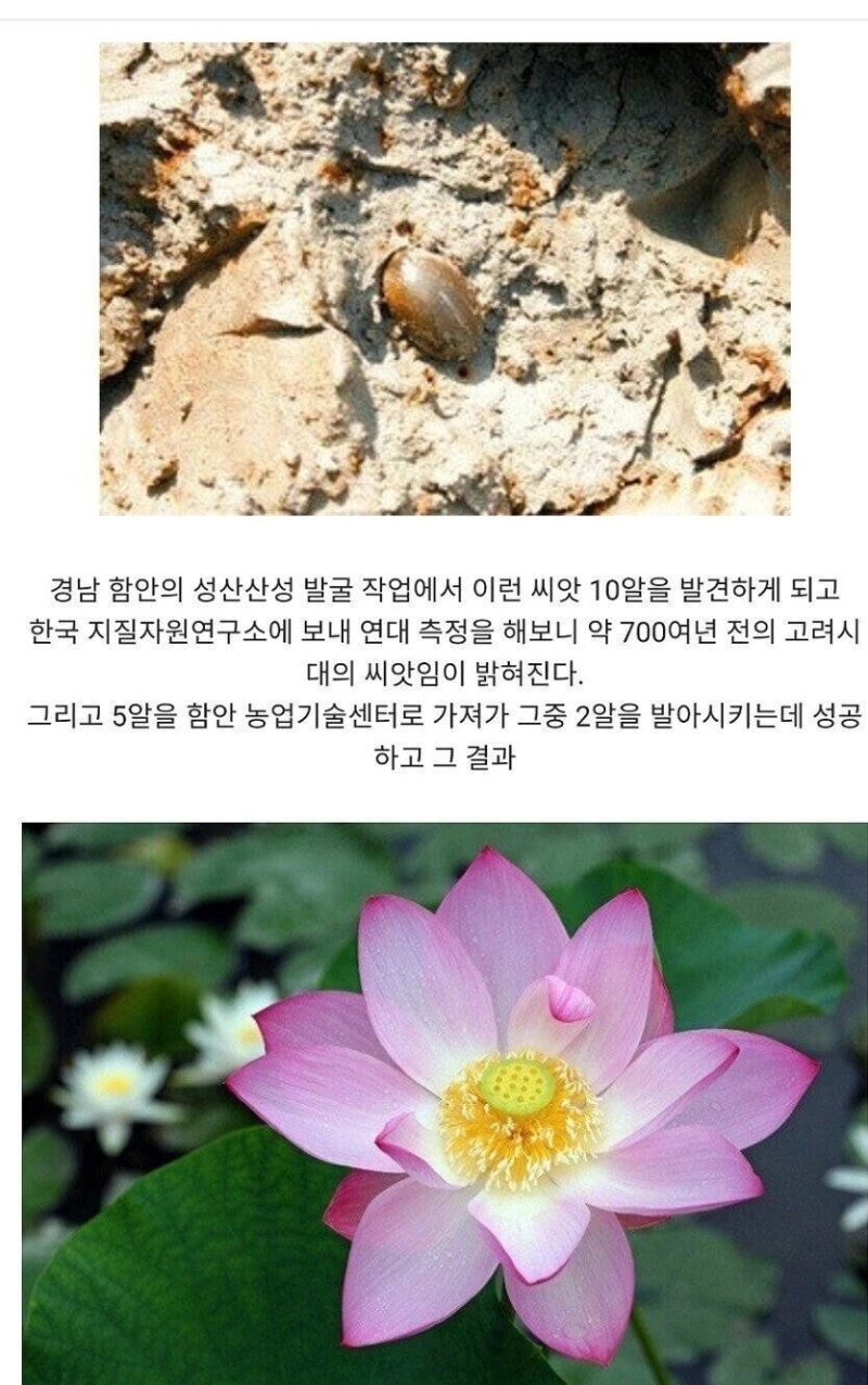 무려 700년 만에 피어난 꽃의 모습