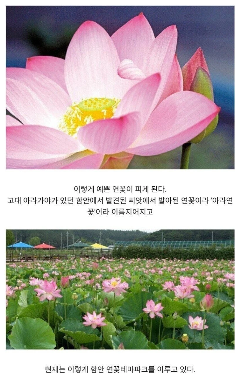 무려 700년 만에 피어난 꽃의 모습-2