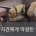 공항 마약 탐지견에게 딱걸린 캐리어에서 나온 물건
