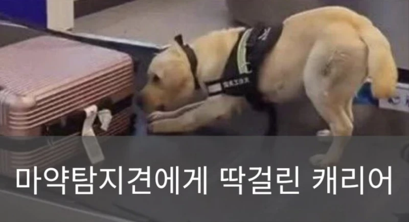 공항 마약 탐지견에게 딱걸린 캐리어에서 나온 물건
