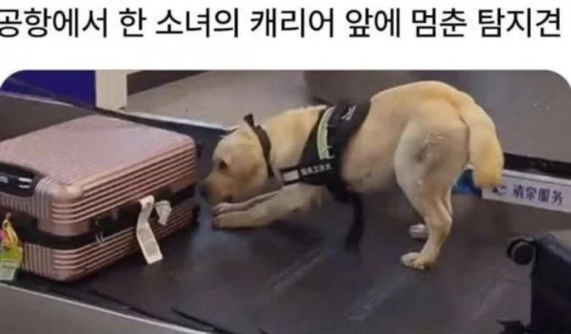 공항 마약 탐지견에게 딱걸린 캐리어에서 나온 물건-2