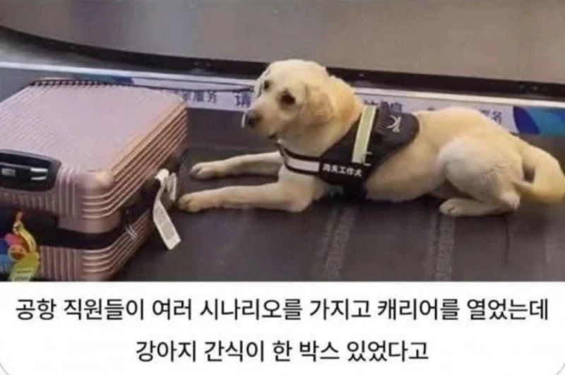 공항 마약 탐지견에게 딱걸린 캐리어에서 나온 물건-3