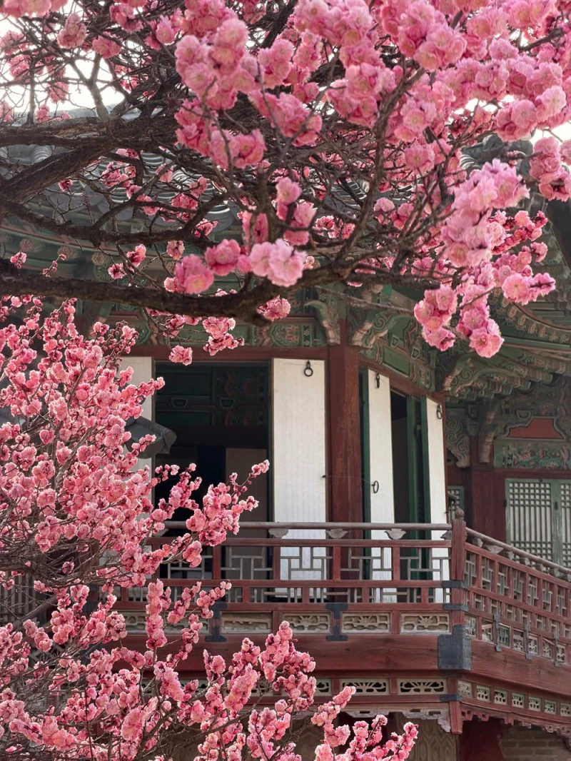 오늘자 창덕궁 홍매화