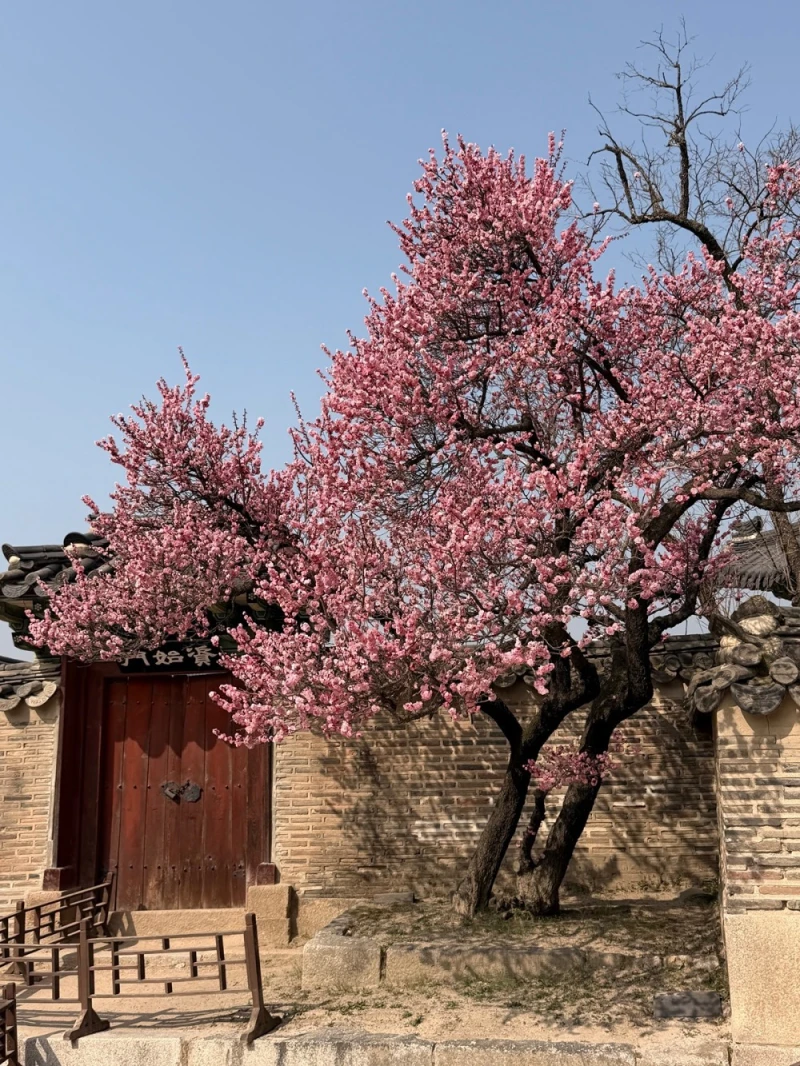 오늘자 창덕궁 홍매화-3