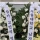 북창동 순두부 창업주 사망