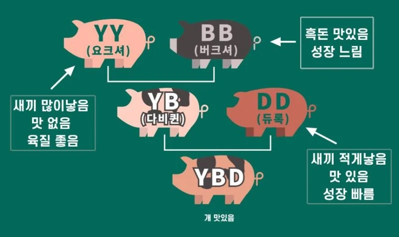 간단히 보는 요즘 삼겹살이 평타이상은 쳐주는 이유-2