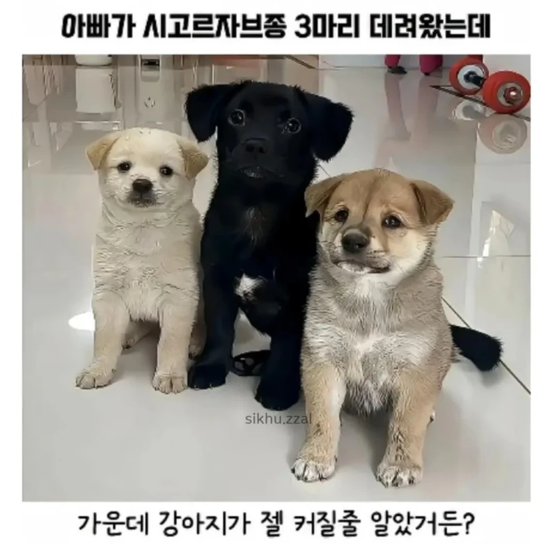 시고르자브종 3마리 데려왔는데..