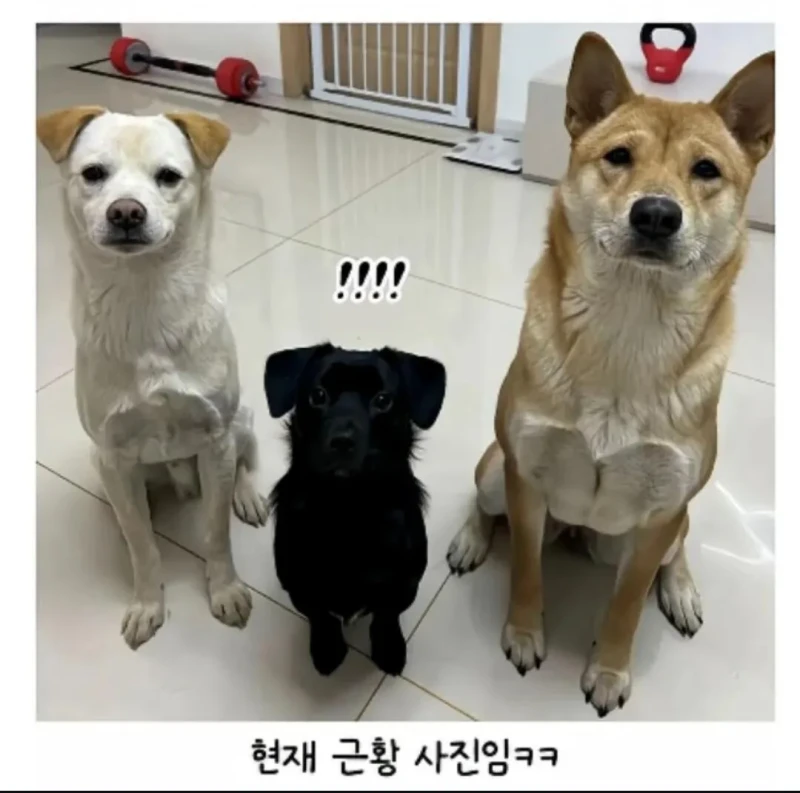시고르자브종 3마리 데려왔는데..-2