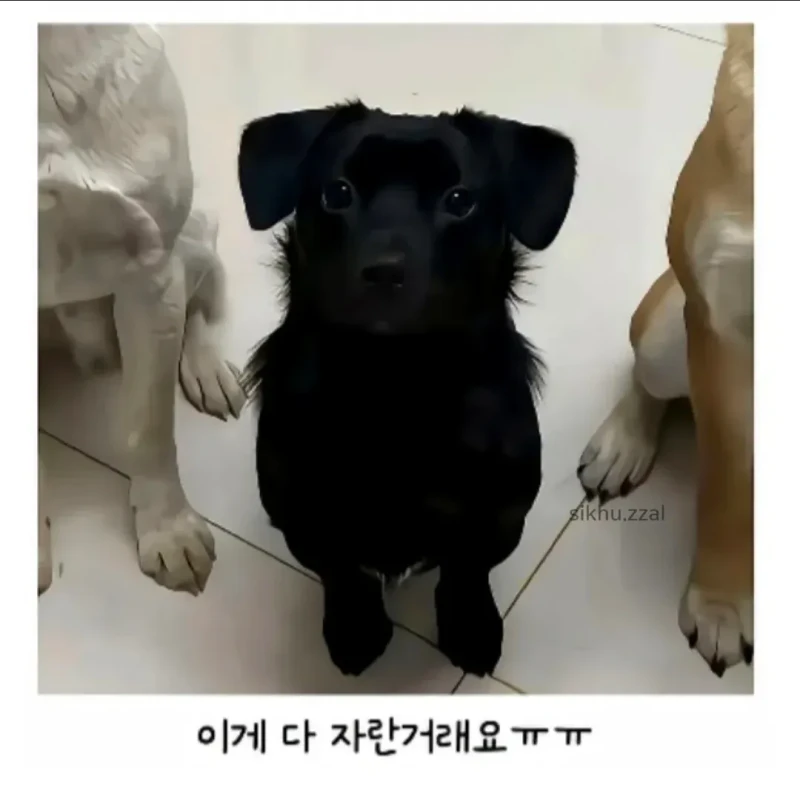 시고르자브종 3마리 데려왔는데..-3