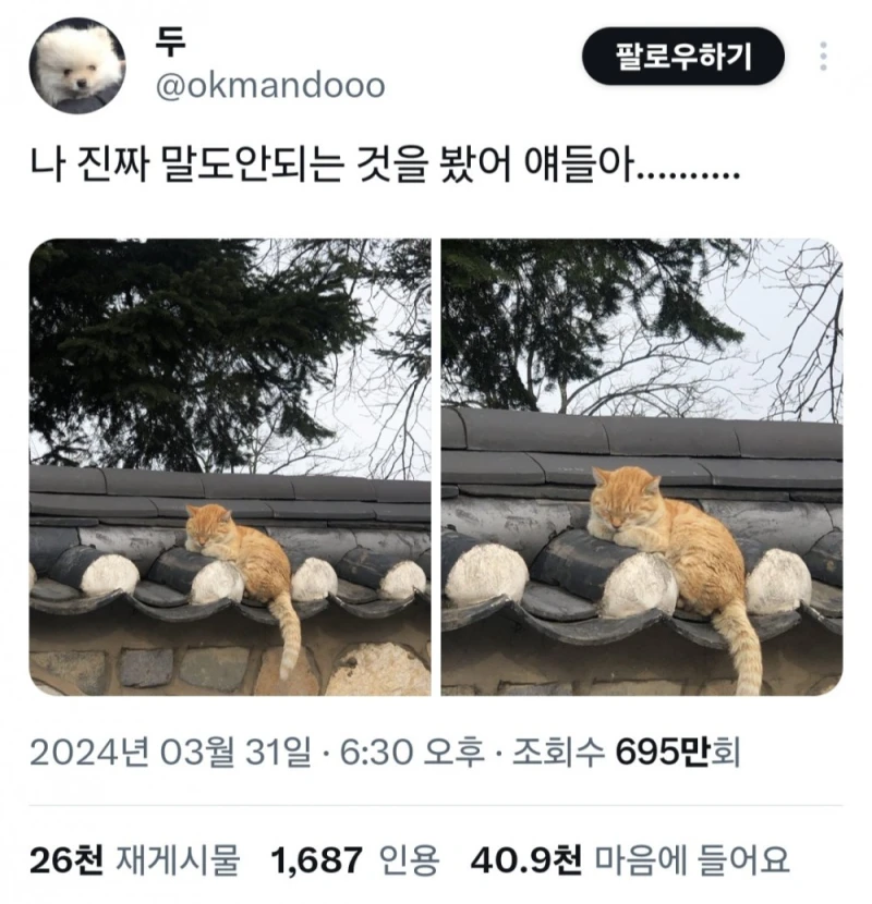 경주에서 자주 목격된다는 치즈 고양이