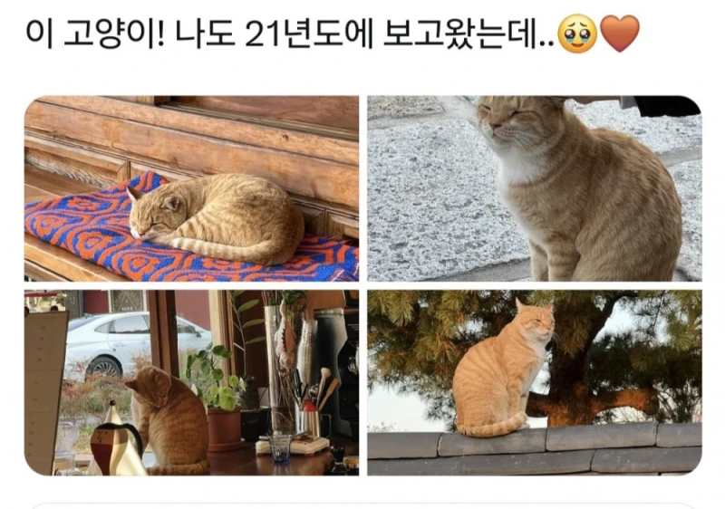 경주에서 자주 목격된다는 치즈 고양이-4